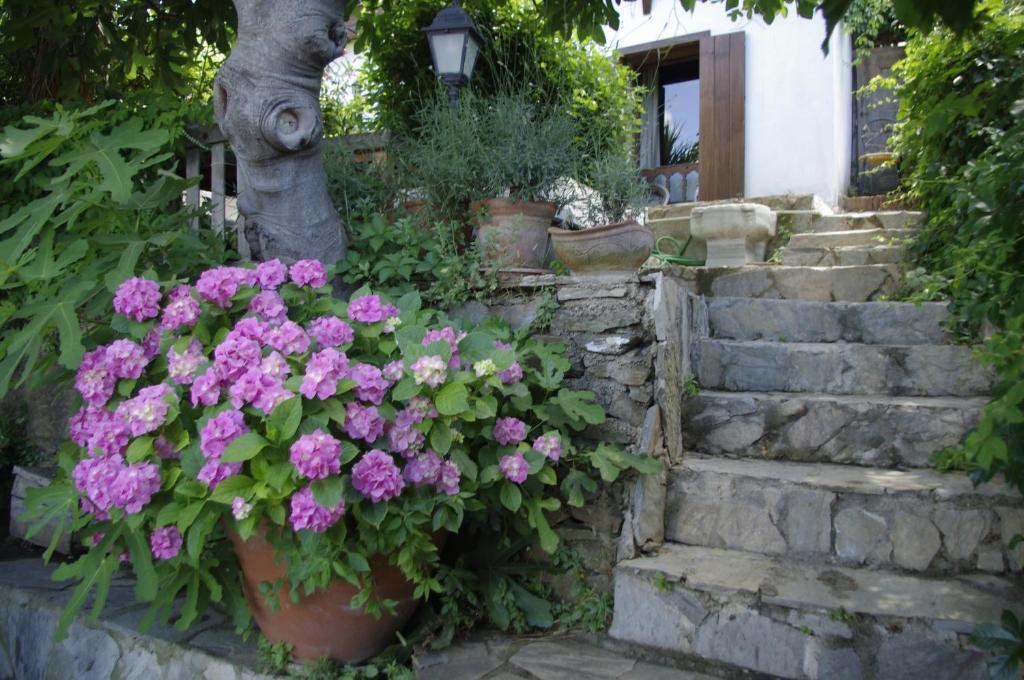 Terrace Houses Sirince Selçuk Rum bild